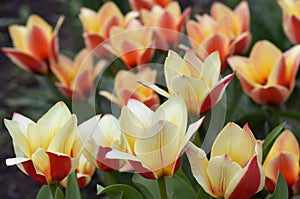 Bicolor tulips bright decoration of a spring flower bed