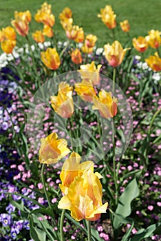 Bicolor Tulips orange and yellow colors Sunlight Garden