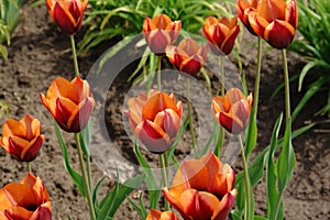 A bicolor tulips of the `Slawa` variety Tulipa `Slawa` in the garden