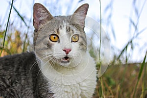 Bicolor white funny surprised cat with yellow eyes, open mouth. Feline hunting. photo