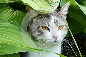 Bicolor white gray cat with yellow eyes among green leaves. Feline in nature. photo