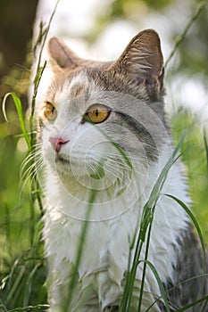 Bicolor white gray cat with yellow eyes in high green grass watching hunting. photo