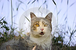 Bicolor white gray funny surprised cat with yellow eyes, open mouth in grass. photo