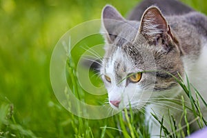 Bicolor white gray hunter cat with yellow eyes in green grass Feline in nature. photo