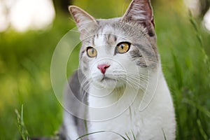 Bicolor white gray hunter cat with yellow eyes in high green grass watching. photo