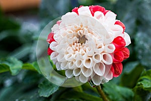 Bicolor white and red dahlia flower after the rain