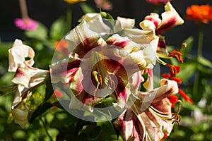 A bicolor yellow-red lily blooming in the garden. Bright summer flower in the garden, background