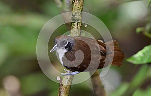 Bicolored Antbird Gymnopithys bicolor