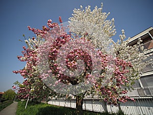 bicolored cherry tree