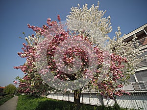bicolored cherry tree