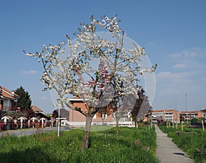 bicolored cherry tree