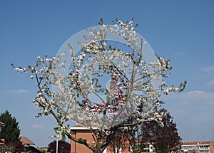 bicolored cherry tree