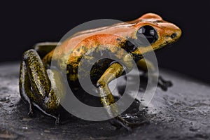Bicolored dart frog (Phyllobates bicolor)