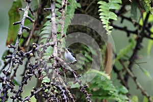 The bicolored flowerpecker endemic to the Philippines.