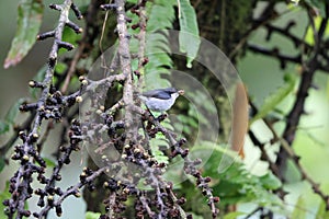 The bicolored flowerpecker endemic to the Philippines.