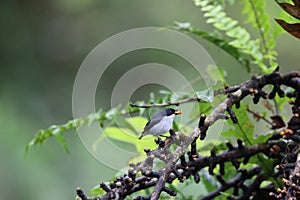 The bicolored flowerpecker endemic to the Philippines.