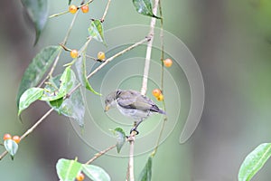 The bicolored flowerpecker endemic to the Philippines.