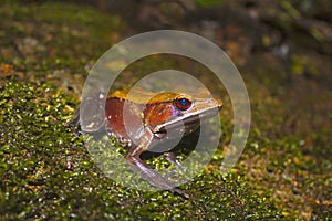 Bicolored frog or Malabar frog, Clinotarsus curtipes. Sharavathi Wildlife Sanctuary, Karnataka, India