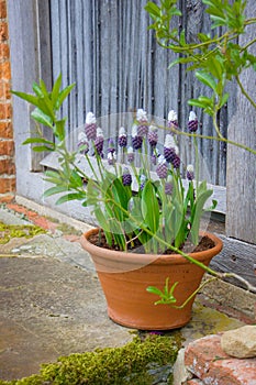 Bicolored grape hyacinth Muscari latifolium. White and purple