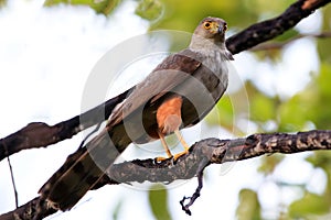 Bicolored Hawk Accipiter bicolor perched on a branch on a dirty and blurred background