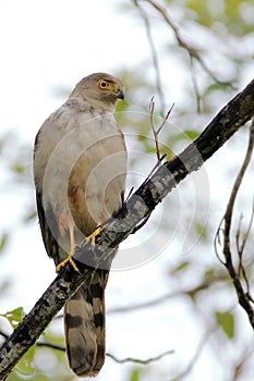Bicolored Hawk Accipiter bicolor perched on a branch on a dirty and blurred background
