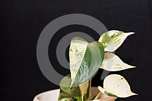 Bicolored heart leaf of an ivy tendril