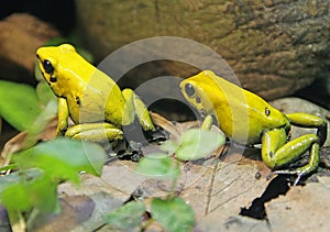 Bicolored Poison Dart Frog 1