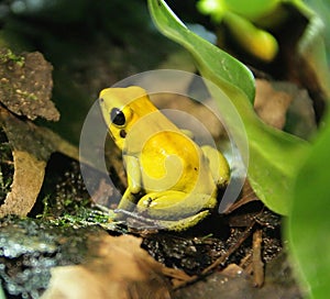 Bicolored Poison Dart Frog 3 photo