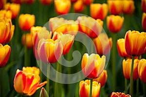 Bicolored red and yellow tulips in sunny day fully open