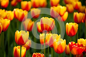 Bicolored red and yellow tulips in sunny day fully open