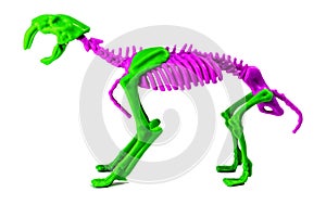 A bicolored smilodon skeleton