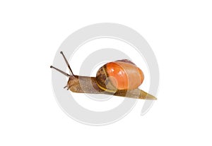 Bicolored snail