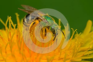 Bicolored Striped Sweat Bee - Agapostemon virescens