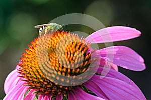 Bicolored Striped Sweat Bee On Echinacea