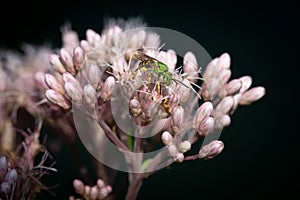 Bicolored Striped-sweat Bee on Spotted Joe Pyeweed