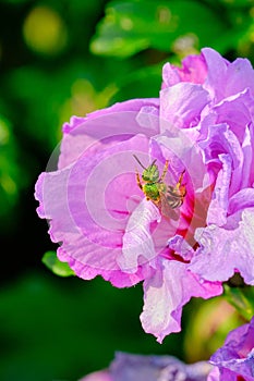 Bicolored Sweat Bee (agapostemon virescens)