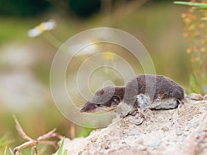 Bicolored White-toothed Shrew