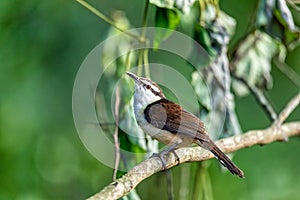 Bicolored wren (Campylorhynchus griseus), Rio Negro, Antioquia Columbia