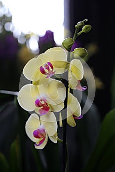 Bicolored Yellow and Purple Blooming Phaleonopsis Orchid Flowers