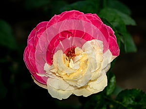 The bicolors petal of Fugetsu the Japanese garden rose