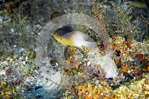 A Bicolour Damselfish (Stegastes partitus) in Cozumel