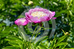 Bicolour magenta and yellow peony flower