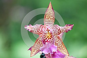 Bicolour orchid flower x Cambria, beautiful spotted and brightly coloured flower