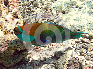 Bicolour parrotfish