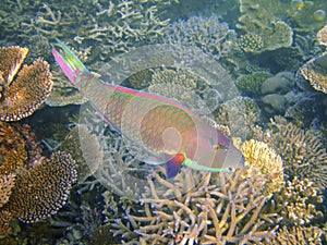 Bicolour parrotfish, Maldives