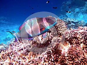Bicolour parrotfish over bleached corals in Indian Ocean