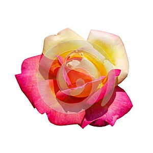 Bicolour rose pink and yellow isolated on white background