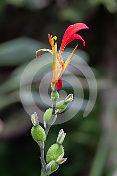 Bicoloured Canna patens, yellow-red flower