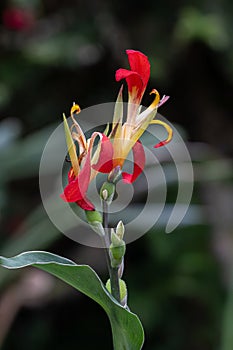 Bicoloured Canna patens, yellow-red flowers