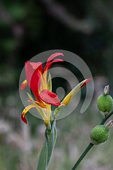 Bicoloured Canna patens, yellow-red flowers and seed pods